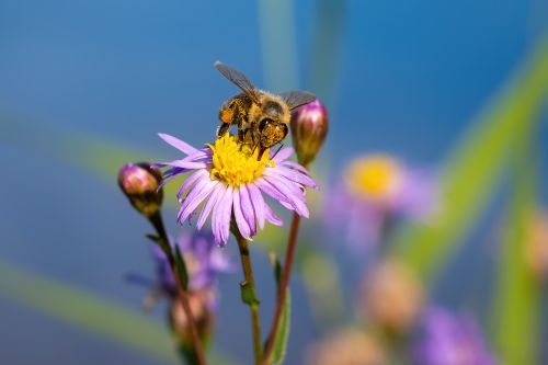 Free Close-up of a bee gathering nectar from a purple flower in daylight. Stock Photo
