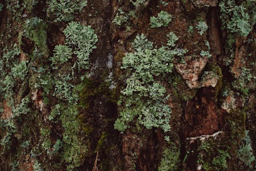 Lichen Growing on Tree Bark