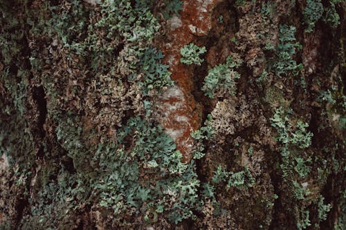 Moss on a Tree Bark 