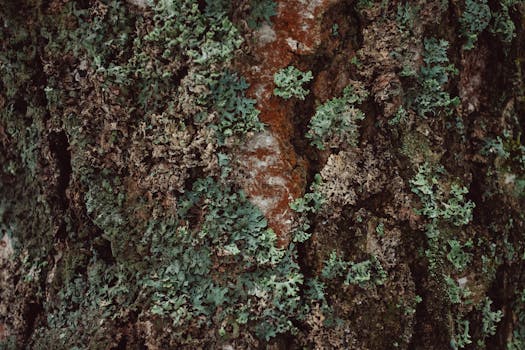 Detailed texture of tree bark covered with green moss and lichen.