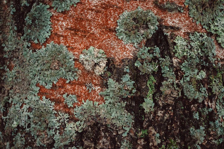 Stone Surface With Lichen