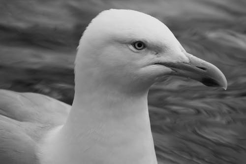 Gratis Fotos de stock gratuitas de animal, aviar, blanco y negro Foto de stock