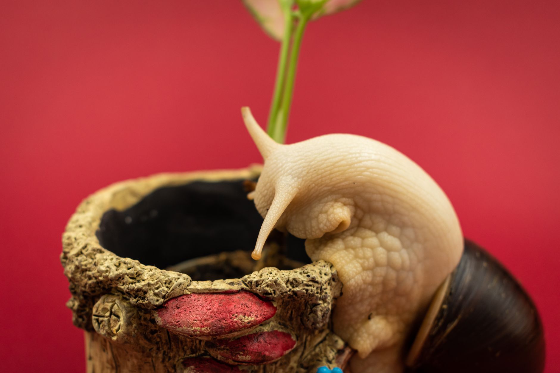A detailed image of a snail exploring a textured planter against a vibrant red background.