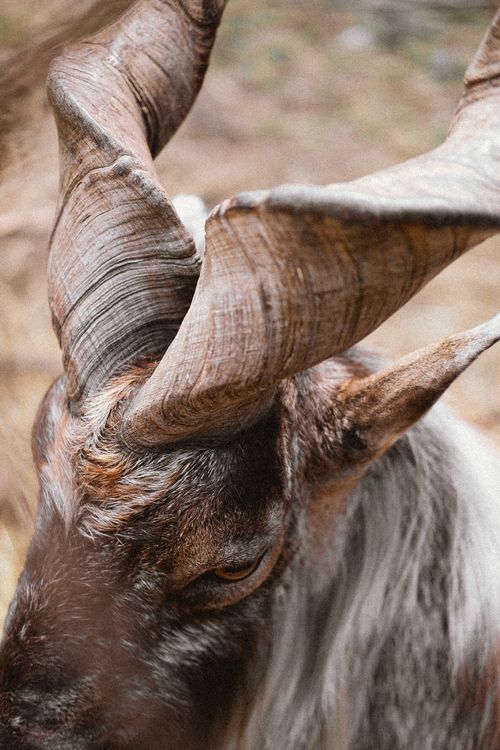 Free Intimate close-up image of a markhor with impressive spiraled horns in Altai, showcasing wildlife beauty. Stock Photo