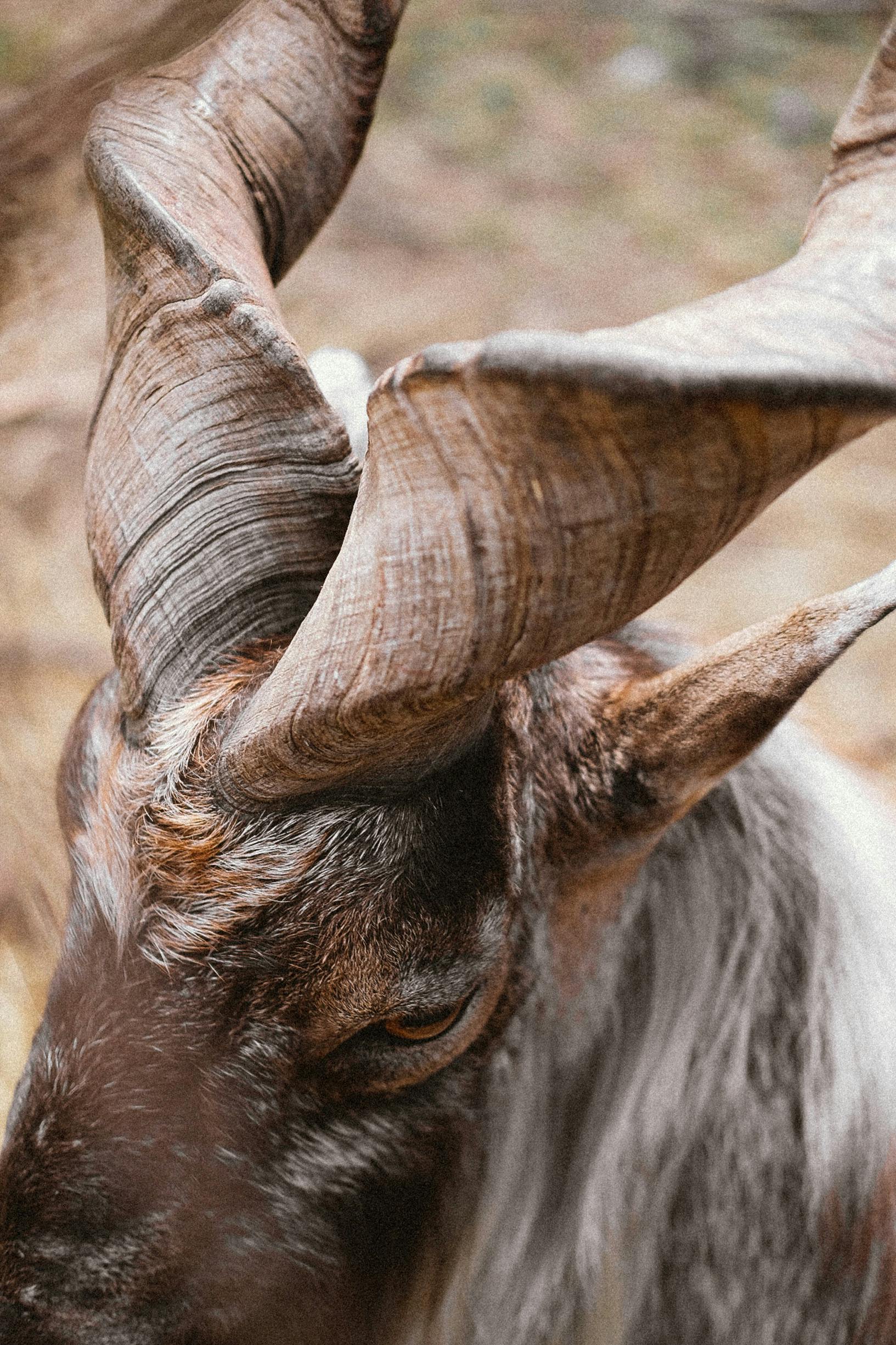 Gratuit Photos gratuites de animal à cornes, animal adulte, bokeh Photos