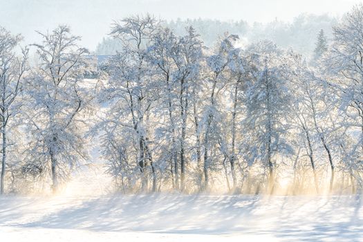 Snow-covered trees in a tranquil winter scene in Lutry, Switzerland.
