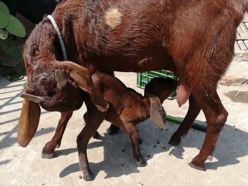 Baby Goat Nursing on its Mother