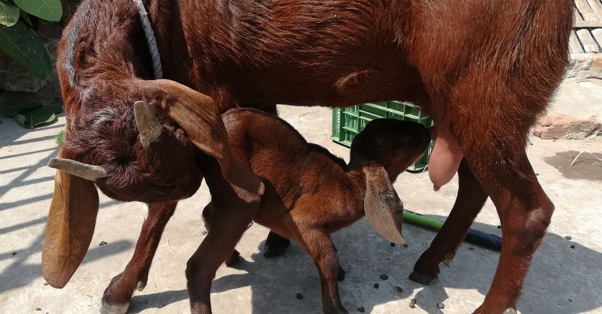 Rabies Alert: Baby Goats at NC Petting Zoo Test Positive