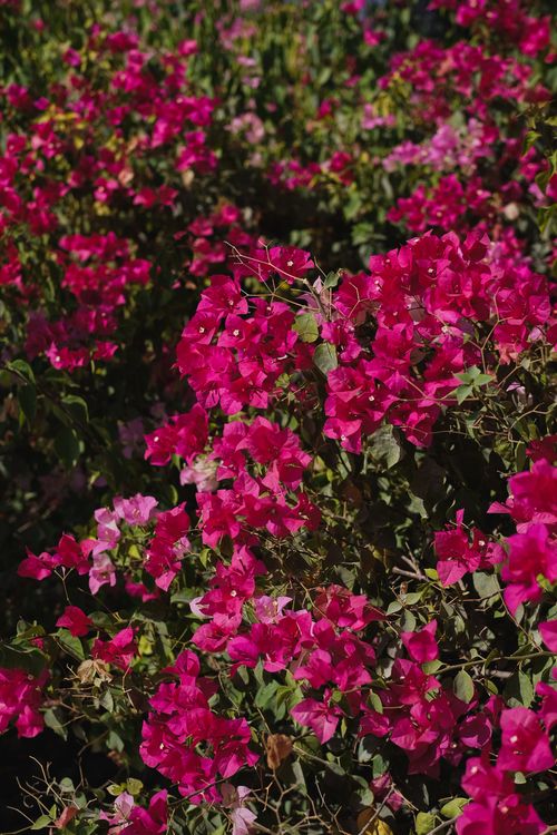 Free Close-up of bright pink bougainvillea flowers blooming in an outdoor garden in Dubai. Stock Photo