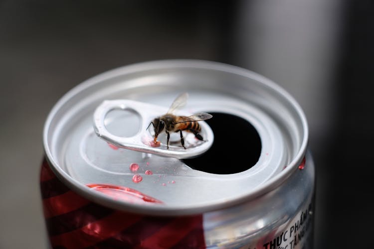 Close Up Of A Bee On A Soda Can 