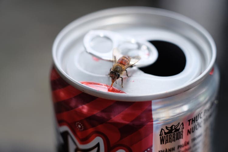 East African Lowland Honey Bee Perched On Canned Soda