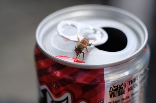 Free Close-up of a honey bee feeding on spilled soda on a can, captured in natural light. Stock Photo