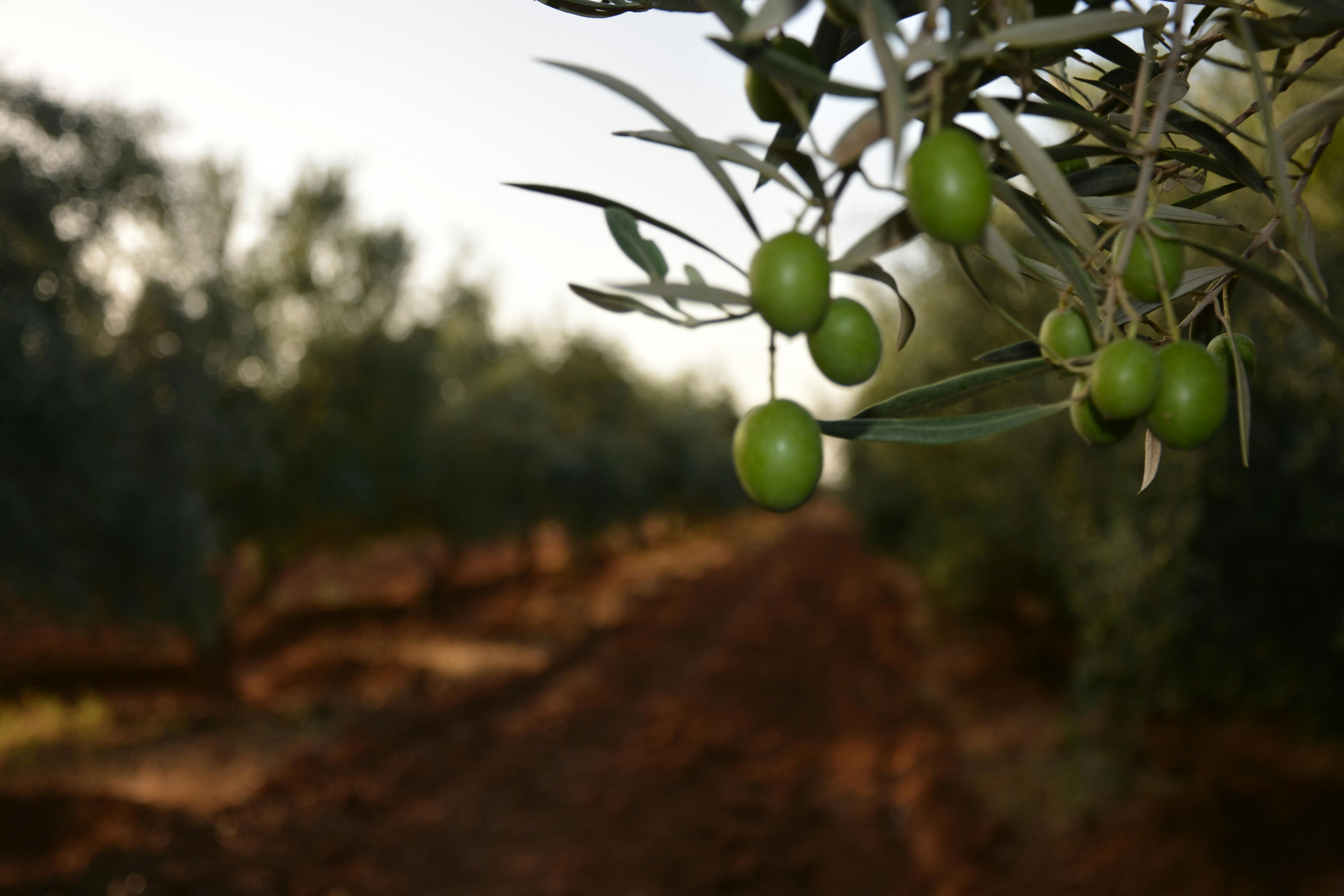 Free stock photo of olives