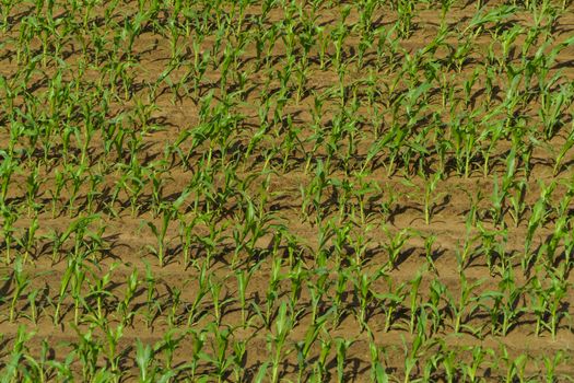 Sprouted Ancient Maize Flakes