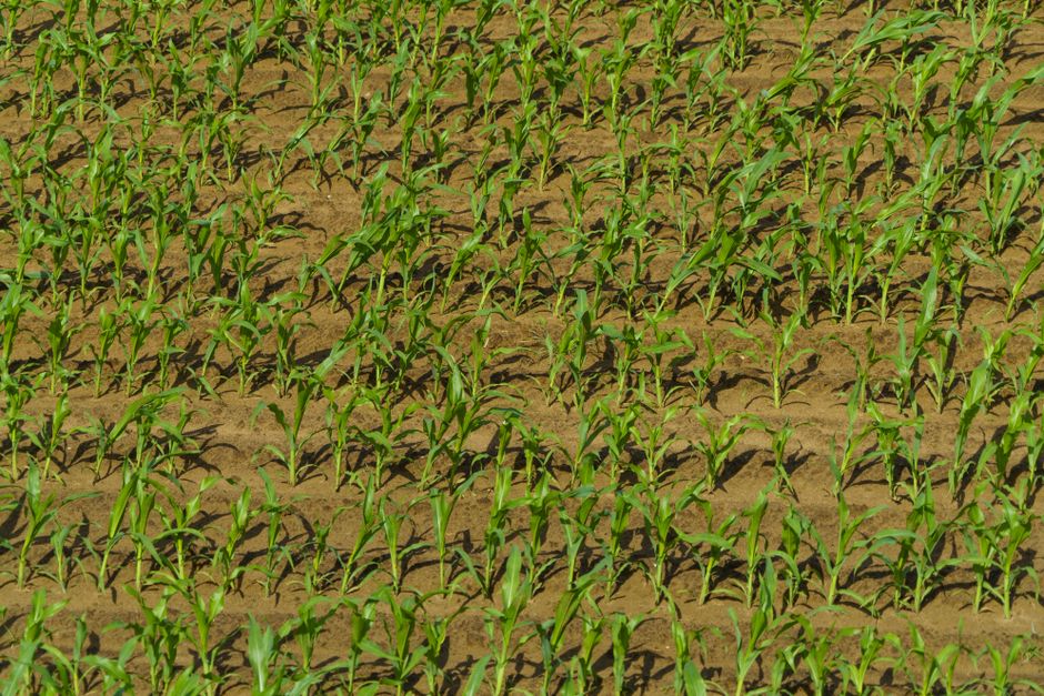 Cele mai bune practici pentru fertilizarea eficientă a solurilor din Câmpia Olteniei