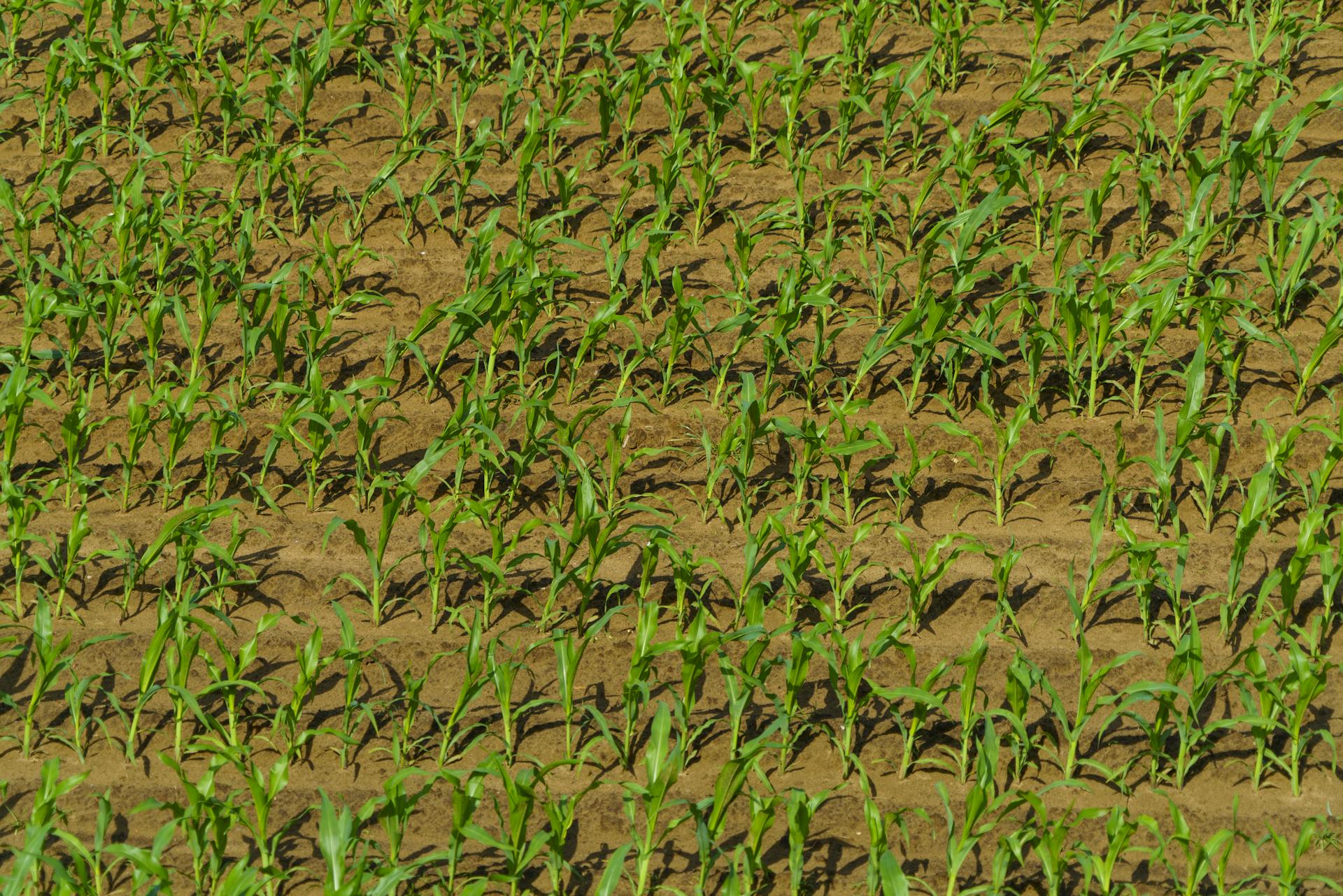 Corn seedlings growing in neat rows on a sunny Dutch farm field, ideal for crop cultivation.