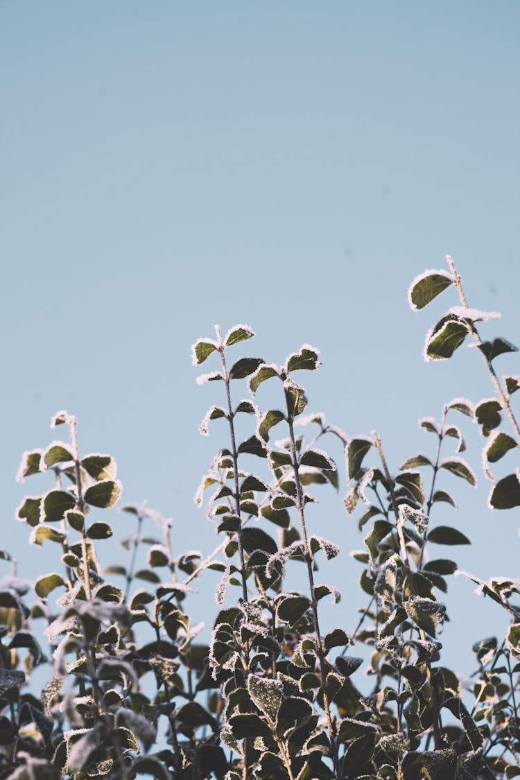 Green Plants With Snow