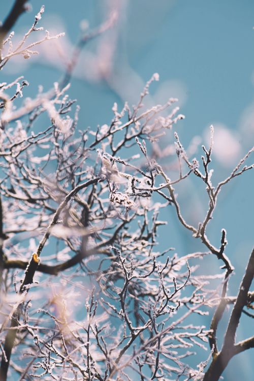 Free Close-up of frosted tree branches with a clear blue sky background, depicting winter's beauty. Stock Photo