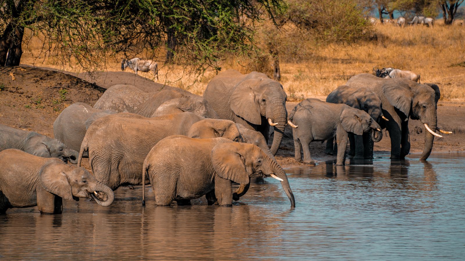 Gray elephants on body of water, Zimbabwe