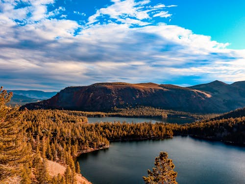 Gratis lagerfoto af californien, forestpark, køretur