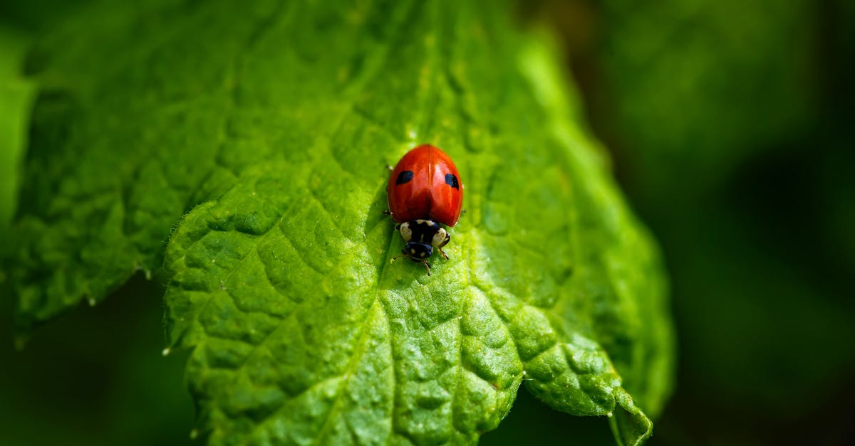 Ladybird