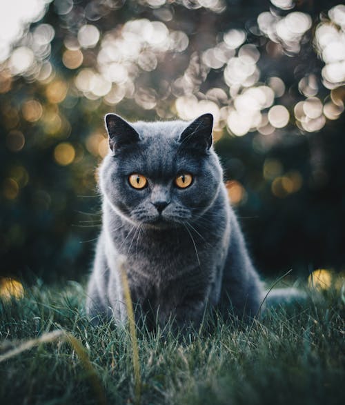 бесплатная Выборочный фокус фото серого кота Стоковое фото
