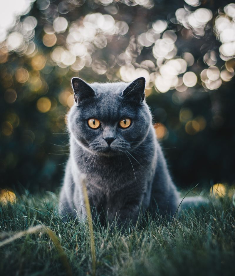 Unknown White Persian