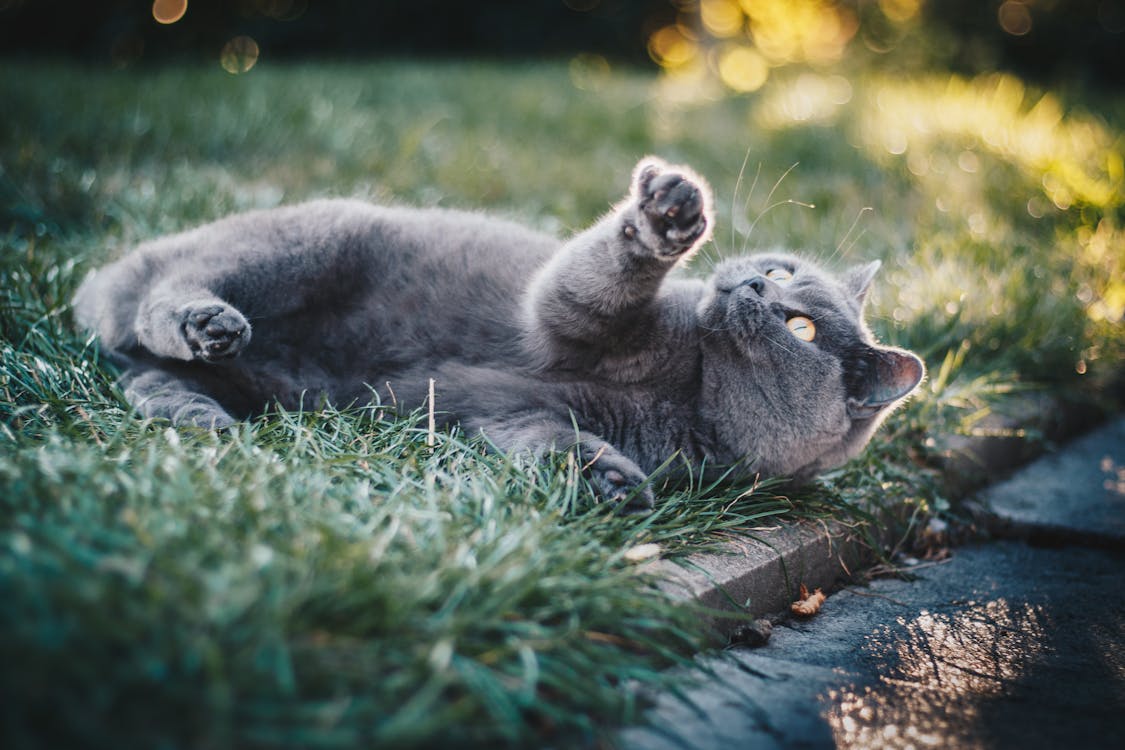 푸른 잔디에 짧은 털 회색 고양이