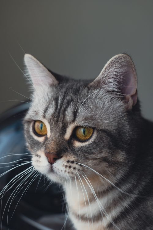 Free Detailed portrait of a tabby cat with striking amber eyes in soft indoor light. Stock Photo