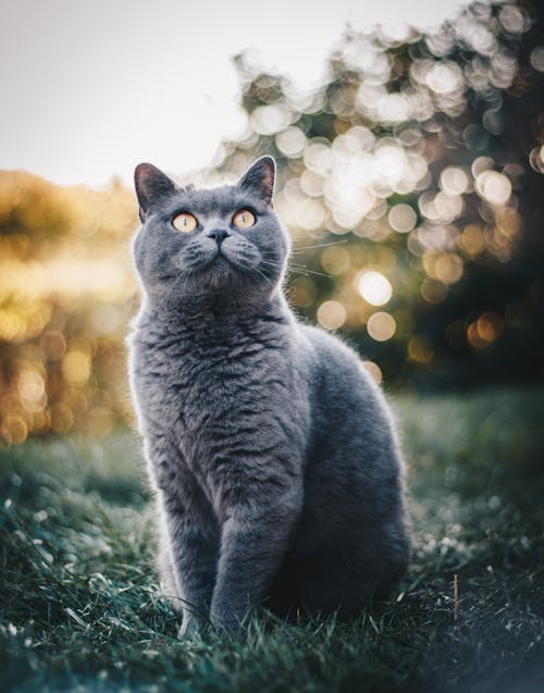 免費 英國短毛貓坐在草地上的照片 圖庫相片