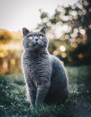 British Shorthair cat breed