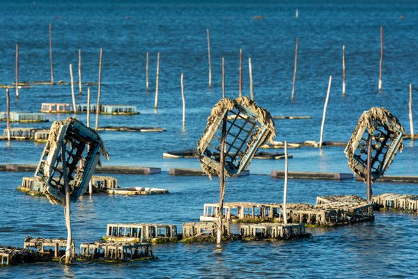 Oysters Dakhla fresh seafood