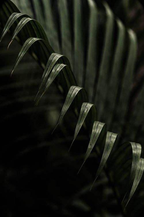 Free A detailed close-up of lush green palm leaves on a dark background, conveying a sense of tropical nature. Stock Photo