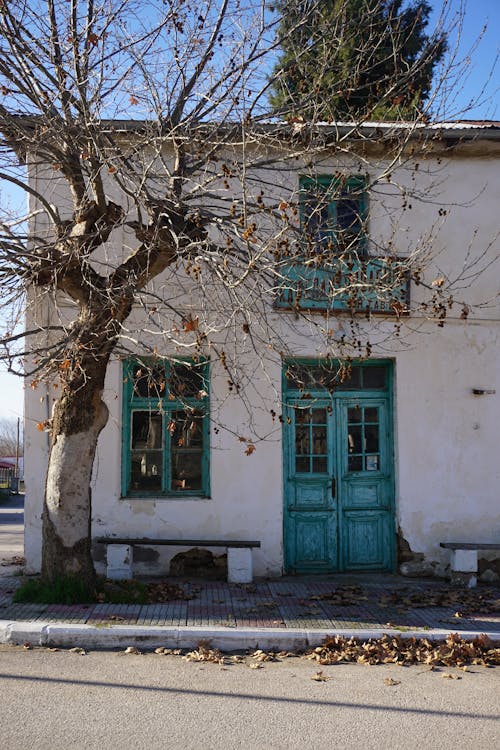 Bare Tree near Old Traditional Building