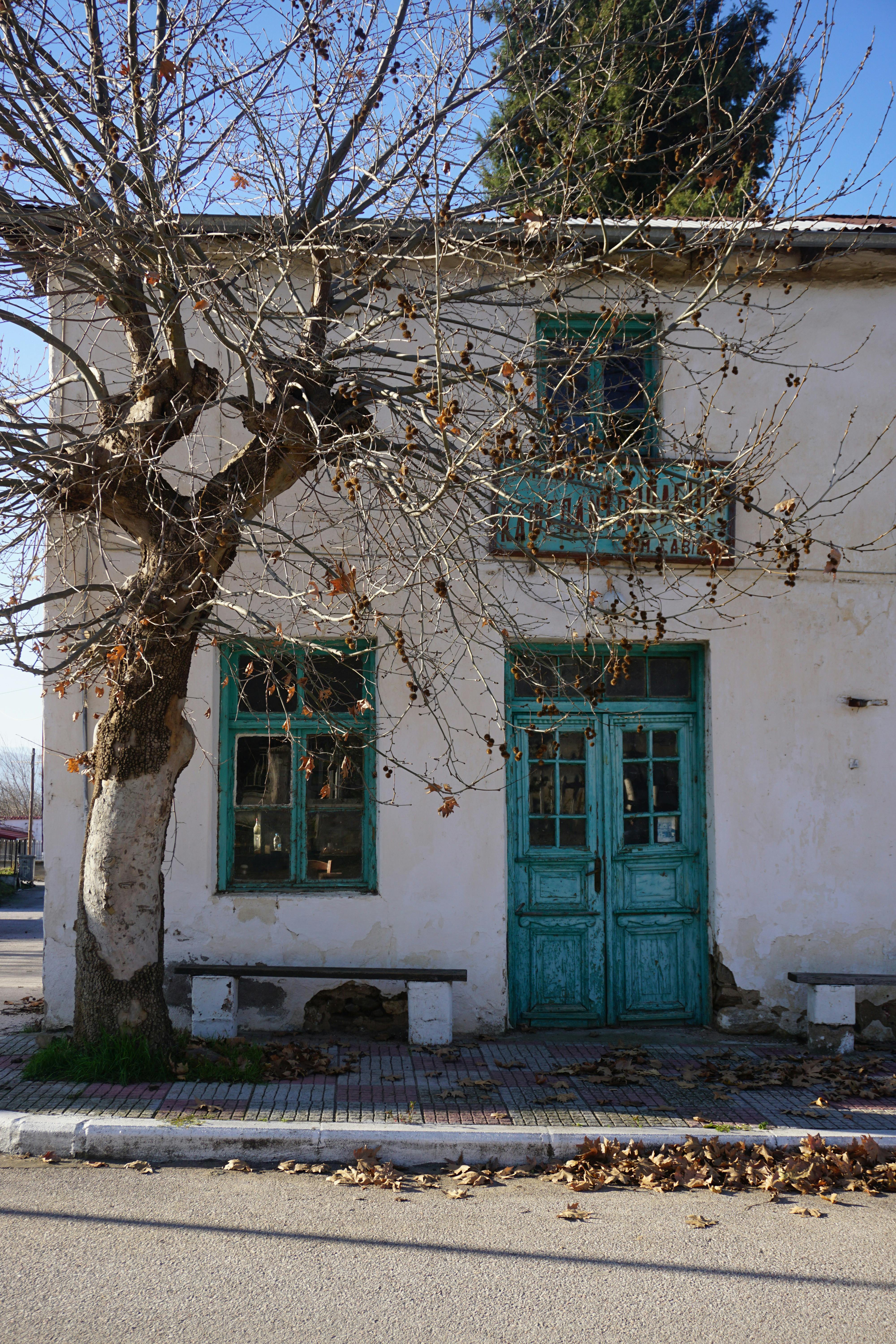 Blooming Tree Growing near Traditional White House · Free Stock Photo