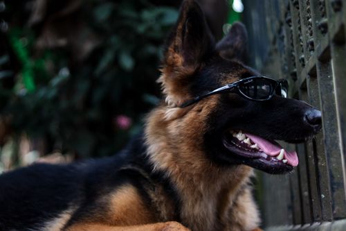 Free stock photo of 3d glasses, animal, animal lover Stock Photo