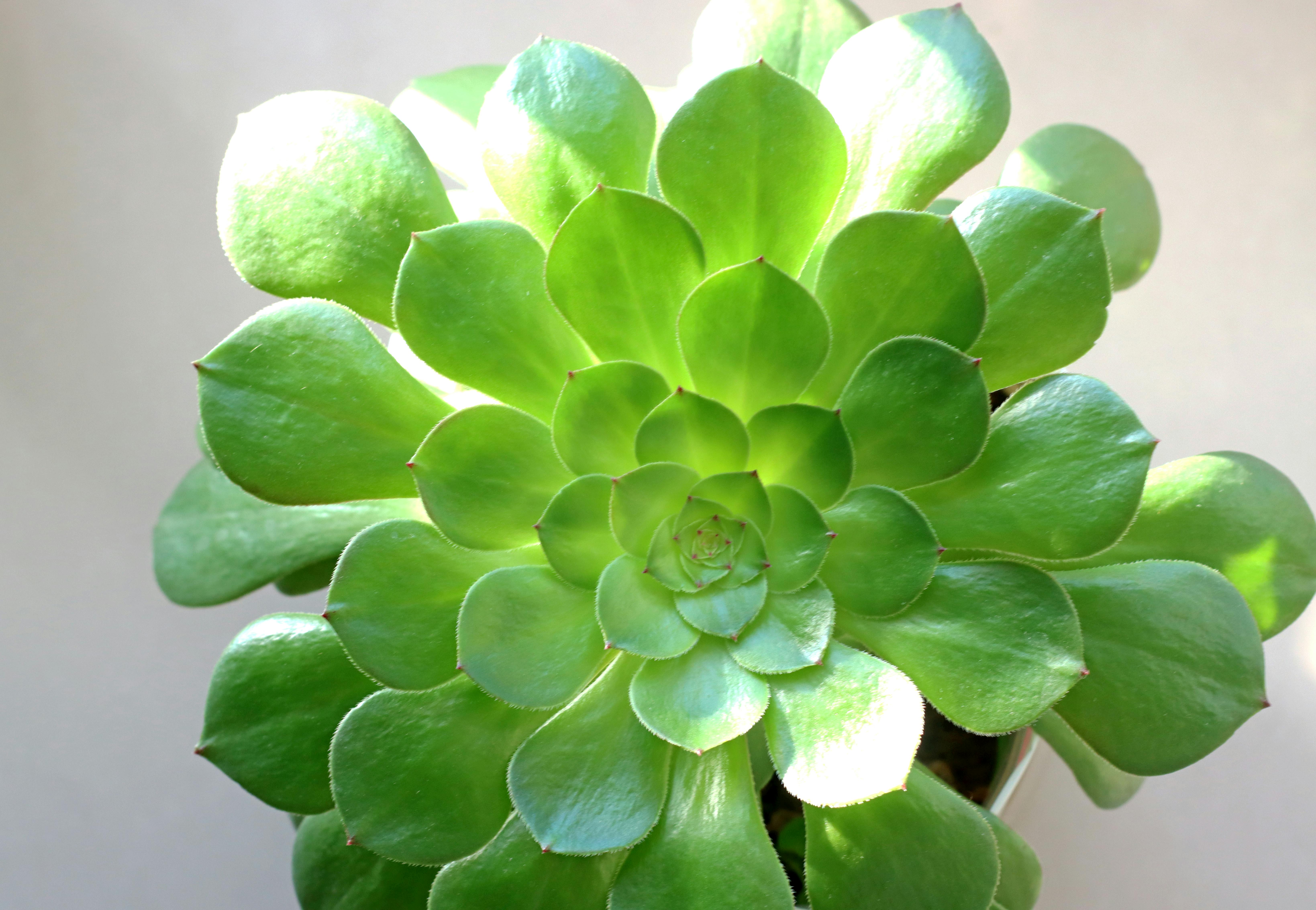 A stunning close-up of a lush green Aeonium Arboreum succulent, perfect for plant enthusiasts.