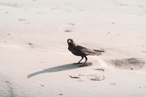 Безкоштовне стокове фото на тему «Ворона, дика природа, пісок»