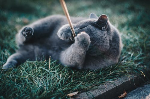 잔디에 누워있는 동안 갈색 나무 막대기로 노는 러시아 블루 고양이의 사진
