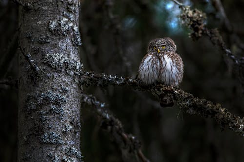 Eurasian Pygmy Owl on Branch
