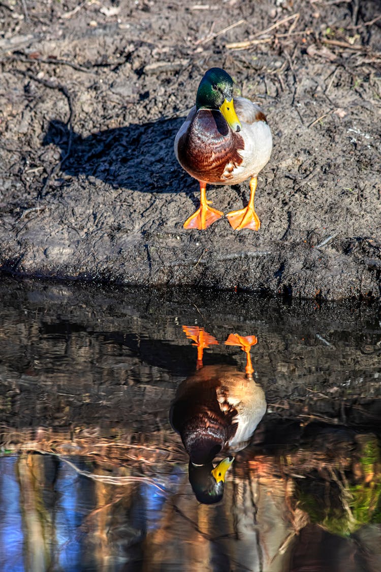 Mallard Duck On Rock With Reflection On Body Of Water