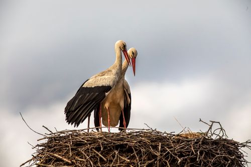 Free Two storks perched in a nest displaying a natural wildlife scene. Stock Photo