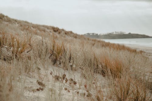 Dry Grass on the Sandy Slope of a Dune by the Ocean
