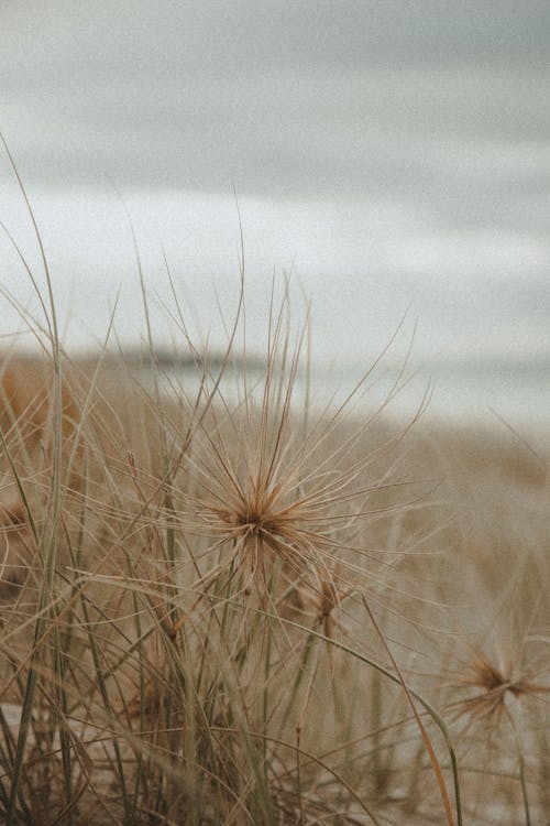 Dry Coastal Grass by the Ocean