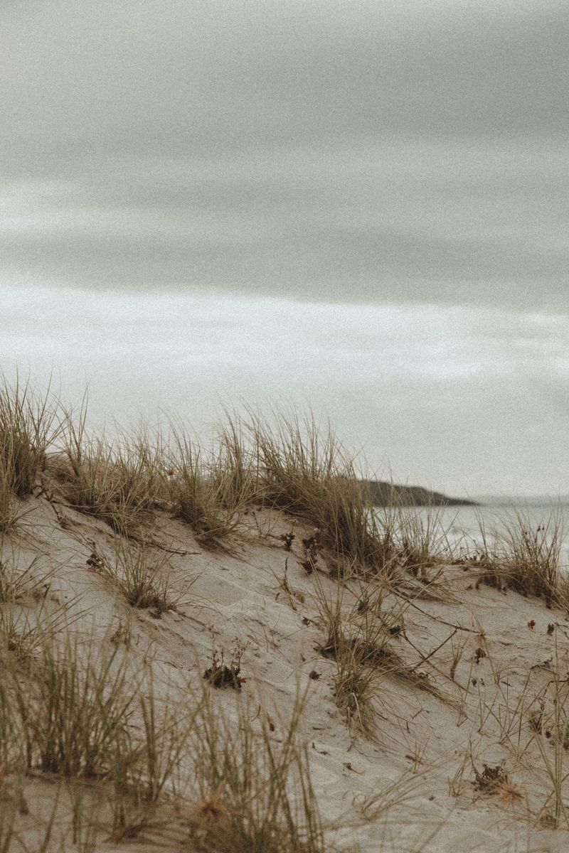 Coastal dune scrub on a flat sandy block