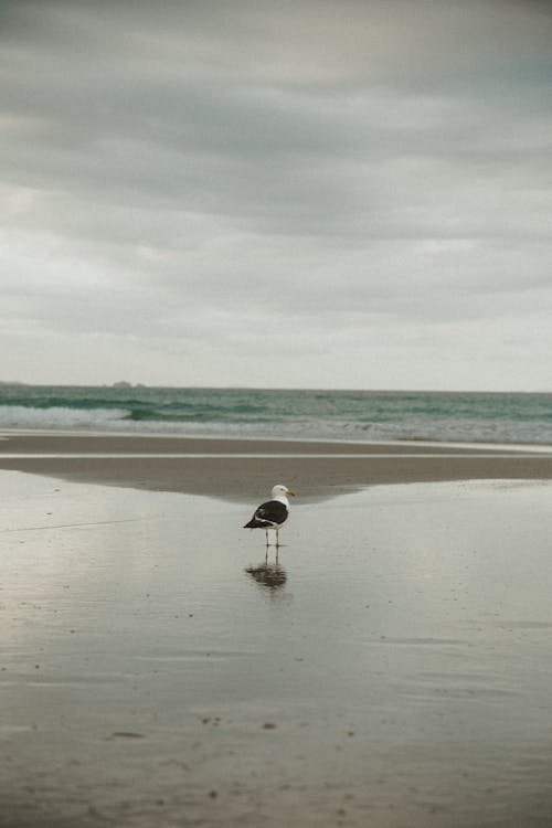 Foto profissional grátis de ave, ave marinha, beira-mar