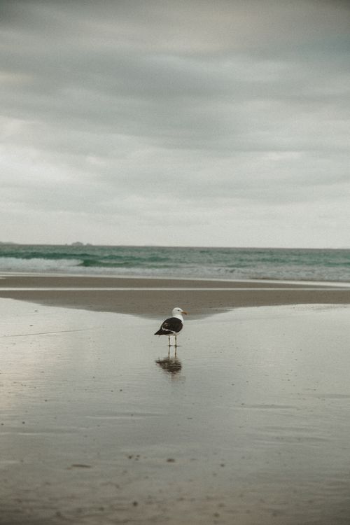 Free A lone seagull stands on a reflective sandy beach under overcast skies. Stock Photo