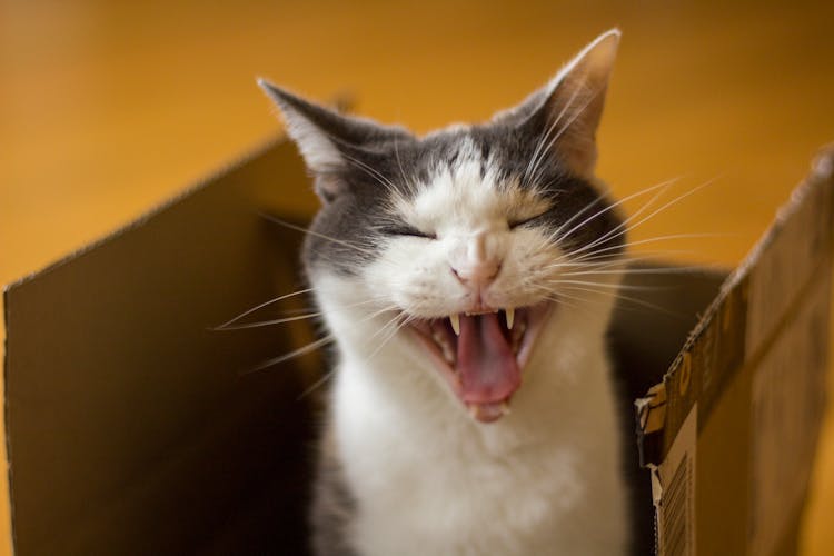 Close-Up Shot Of A Cat In A Box 