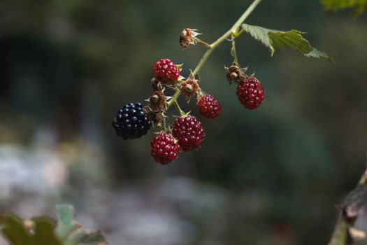 A close-up view of ripe and ripening blackberries on a vine with leaves.