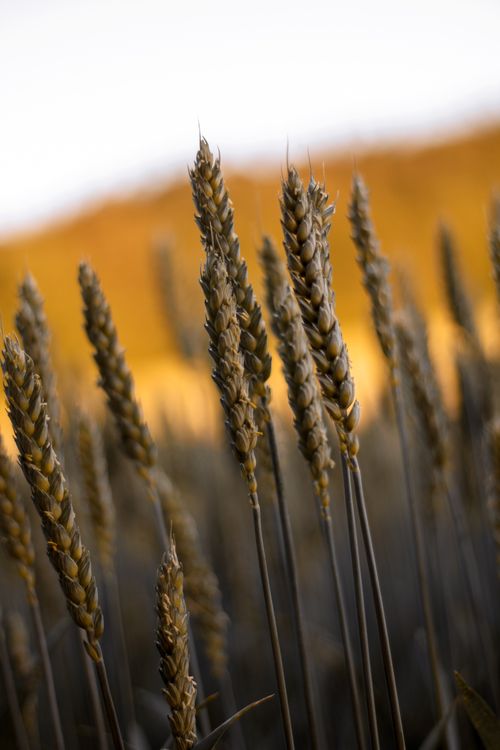 Free Close-up of ripe wheat stalks in a field during sunset, showcasing rural growth. Stock Photo